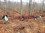 Resim Zonguldak, Karabük ve Bartın Ormanları Gençleştiriliyor