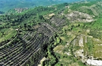 Resim Zonguldak ve Karabük’te Bozuk Orman Alanları Ekonomiye Kazandırılıyor