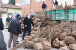 Resim Çiftçilere 152 Bin Adet Fındık Fidanı Dağıtıldı